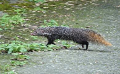 Urva urva formosana (Bechthold, 1936) 食蟹獴