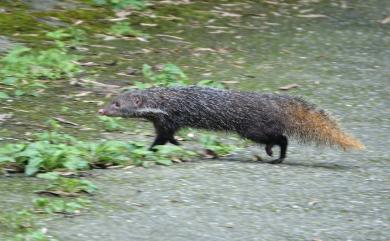 Herpestes urva formosanus 食蟹獴