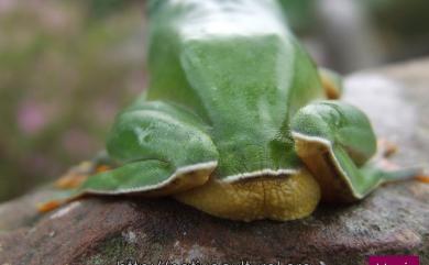 Zhangixalus moltrechti (Boulenger, 1908) 莫氏樹蛙