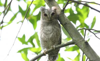 Otus lettia glabripes (Swinhoe, 1870) 領角鴞(台灣亞種)