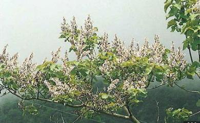 Paulownia kawakamii T.Itô 白桐