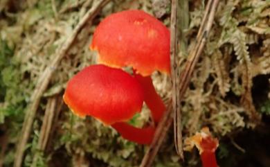 Hygrocybe miniata (Fr.) P. Kumm. 小紅濕傘