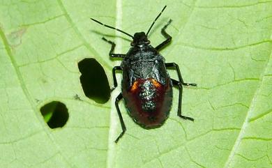 Andrallus spinidens (Febricus, 1787) 黃邊椿象