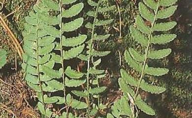 Woodsia polystichoides 岩蕨