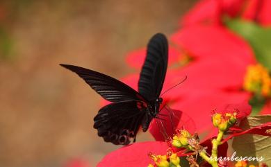 Papilio memnon heronus Fruhstorfer, 1902 大鳳蝶