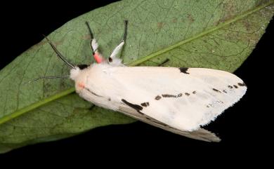 Lemyra wernerthomasi Inoue, 1993 湯馬士氏望橙燈蛾