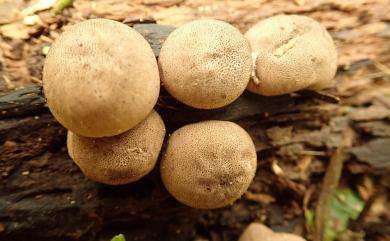 Lycoperdon 馬勃屬