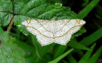 Chiasmia defixaria (Walker, 1861)