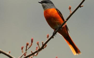 Pericrocotus solaris griseogularis (Gould, 1863) 灰喉山椒