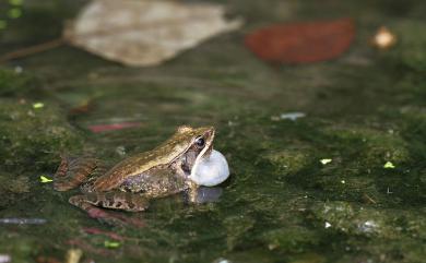 Nidirana adenopleura (Boulenger, 1909) 腹斑蛙