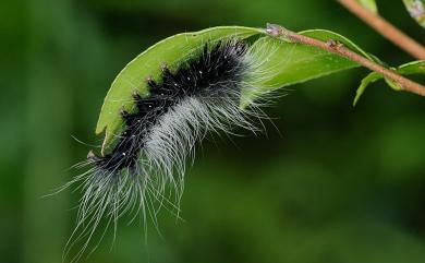 Macrobrochis gigas Walker, 1854 巨斑網苔蛾