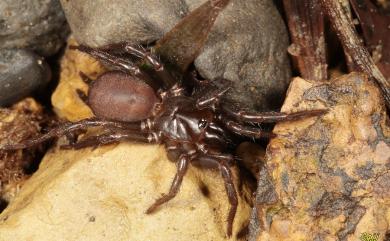 Vacrothele taiwanensis (Shimojana & Haupt, 1998) 臺灣長尾蛛
