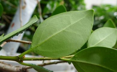 Ligustrum liukiuense 日本女貞