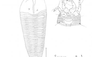 Aculops wikstrolmiai Huang, 2001 南嶺堯花刺皮節蜱