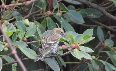 Spinus spinus (Linnaeus, 1758) 黃雀