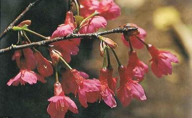 Prunus campanulata Maxim. 山櫻花