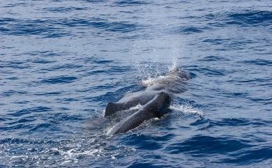 Physeter macrocephalus Linnaeus, 1758 抹香鯨