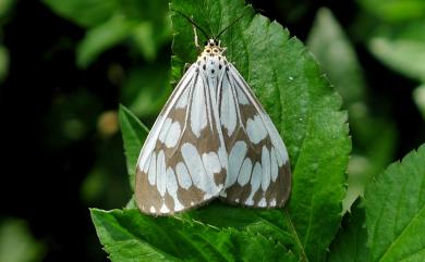 Nyctemera adversata (Schaller, 1788) 粉蝶燈蛾