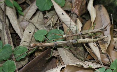 Sinophasma truncata Shiraki, 1935