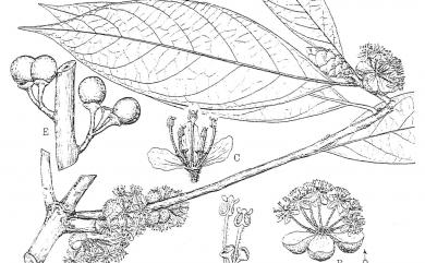 Lindera megaphylla Hemsl. 大香葉樹