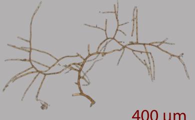 Cratoneuron filicinum (Hedw.) Spruce., 1867 牛角苔