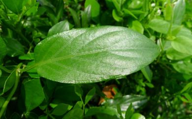 Paederia foetida L. 雞屎藤