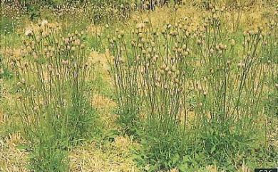 Hemisteptia lyrata (Bunge) Fisch. & C.A.Mey. 泥胡菜
