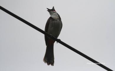 Pycnonotus jocosus (Linnaeus, 1758) 紅耳鵯