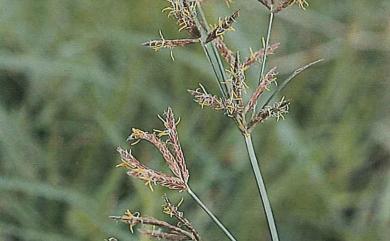 Cyperus rotundus 香附子