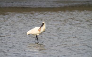 Platalea leucorodia Linnaeus, 1758 白琵鷺