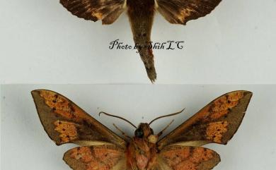 Rhagastis binoculata Matsumura, 1909 雙斑白肩天蛾