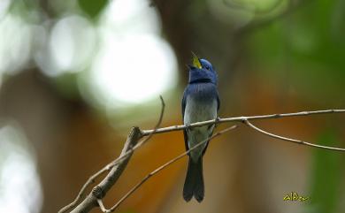 Hypothymis azurea oberholseri Stressmann, 1913 黑枕藍鶲(台灣亞種)