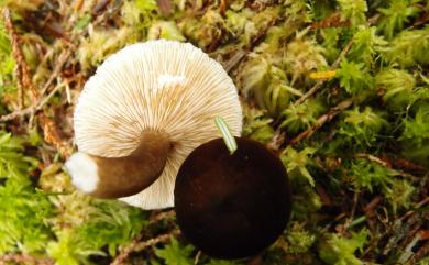 Lactarius lignyotus var. marginatus (Smith & Hesler) Smith & Hesler 褐褶緣黑乳菇