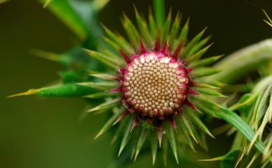 Cirsium kawakamii 玉山薊