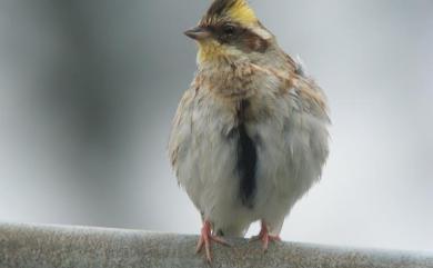 Emberiza elegans elegans Temminck, 1836 黃喉鵐