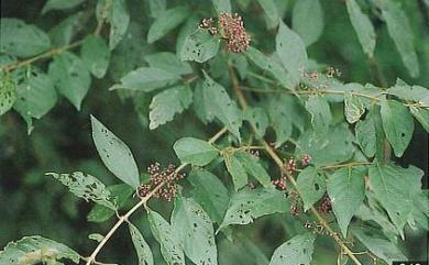 Callicarpa formosana var. glabrata Tien T.Chen, Chaw & Yuen P.Yang 六龜粗糠樹