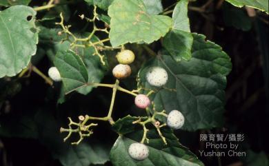 Ampelopsis brevipedunculata var. hancei 漢氏山葡萄