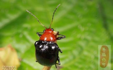 Basilepta ruficollis (Jacoby, 1885) 紅頸溝腳猿金花蟲