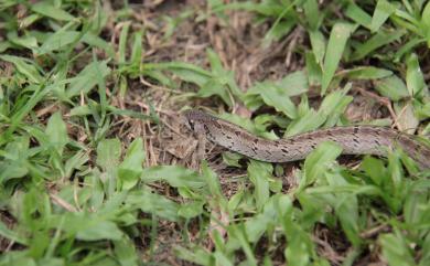 Oligodon formosanus Günther, 1872 赤背松柏根