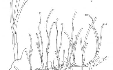 Halodule uninervis (Forssk.) Asch. 單脈二葯藻
