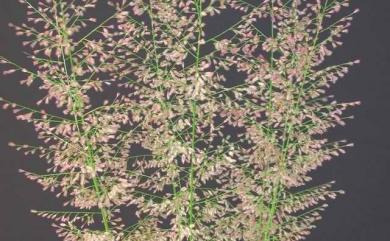 Eragrostis amabilis 鯽魚草