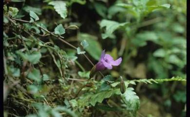 Torenia concolor Lindl. 倒地蜈蚣