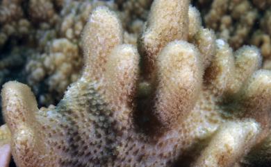 Sinularia humilis van Ofwegen, 2008 短指形軟珊瑚