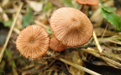 Laccaria laccata (Scop.:Fr.) Berk. & Br. 漆蠟蘑