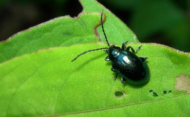 Altica birmanensis (Jacoby, 1896) 緬甸藍葉蚤