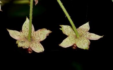 Rubus kawakamii 桑葉懸鉤子