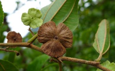 Paliurus ramosissimus (Lour.) Poir. 馬甲子