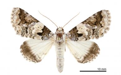 Bamra albicola melli (Draudt, 1950) 印裳蛾