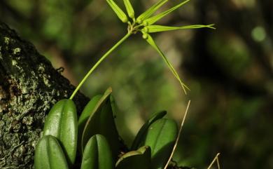 Bulbophyllum flaviflorum 黃花捲瓣蘭