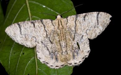 Lophophelma iterans onerosus (Inoue, 1970) 明線垂耳尺蛾